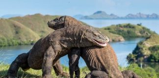 Du lịch đảo Komodo Indonesia, lưu ngay kinh nghiệm chi tiết từ A - Z